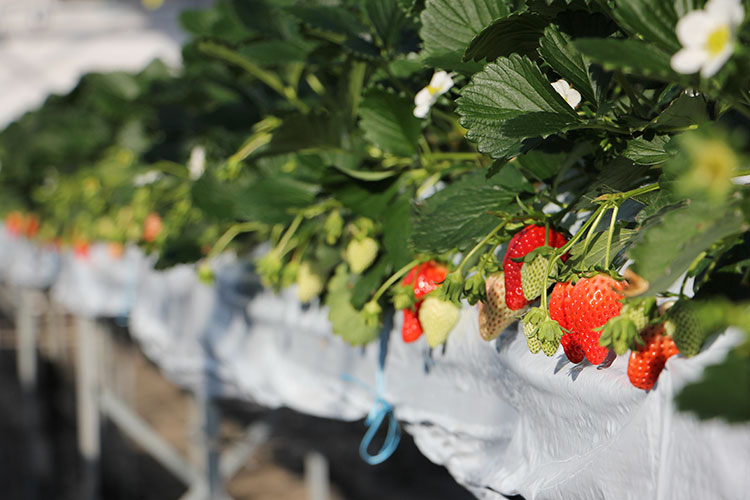 strawberry-farm-161219-1