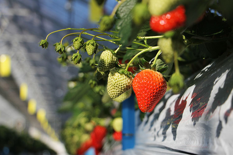 strawberry-farm-161219-3