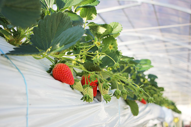 strawberry-farm-161219-6