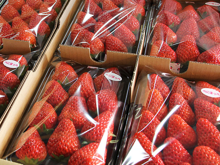 いちごのインターネット通販 | ヨッシャア駒ヶ根